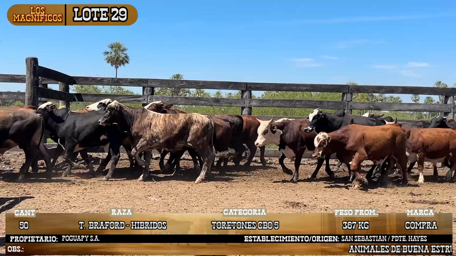 Lote LOTE 29
