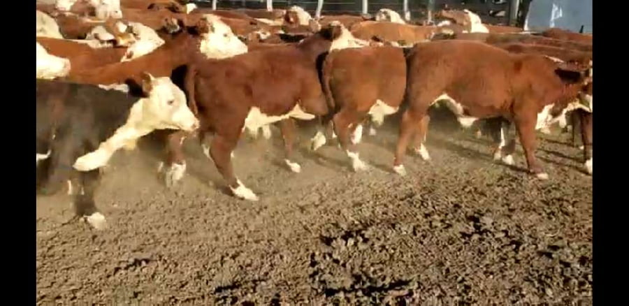 Lote 65 Terneros en Entre Ríos, Villaguay