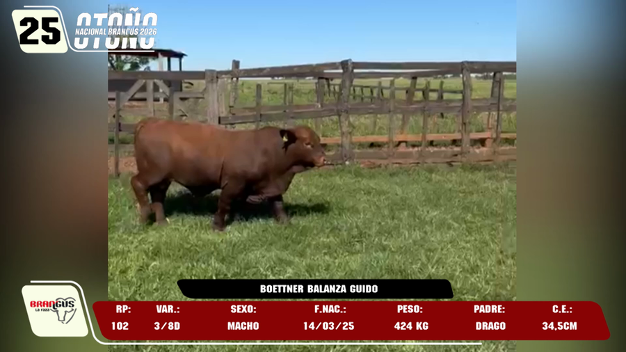 Lote LOTE 25 -DE JUNIOR