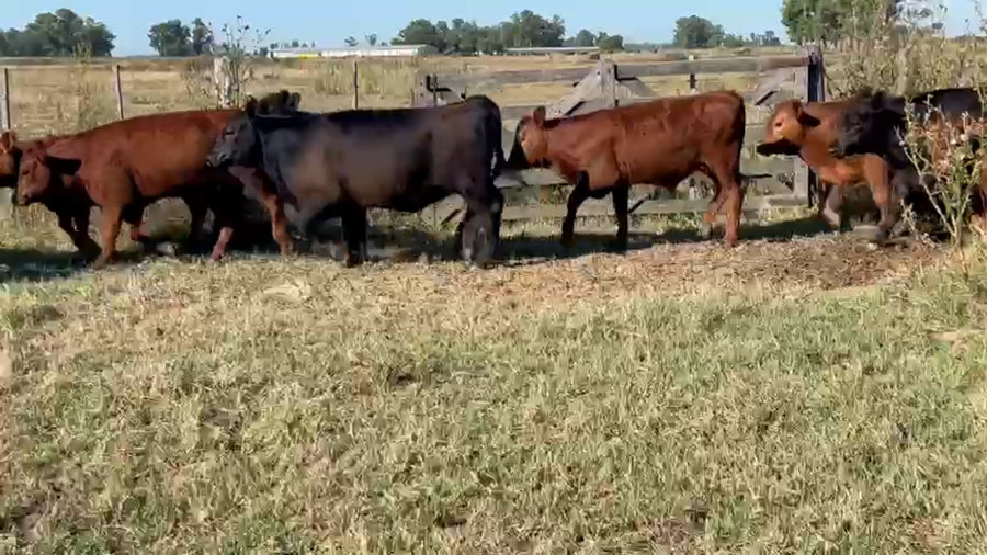 Lote 16 Terneros/as