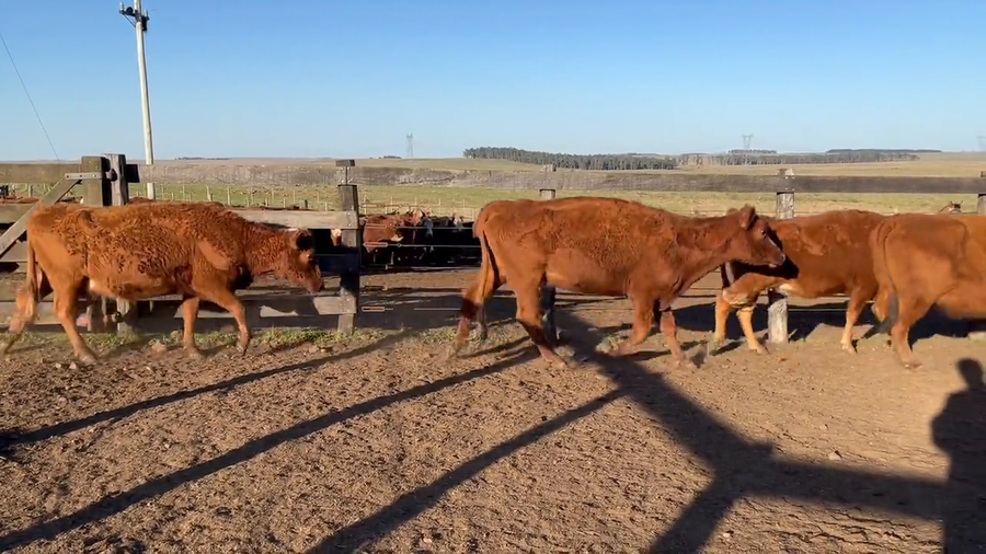 Lote Vacas Preñadas