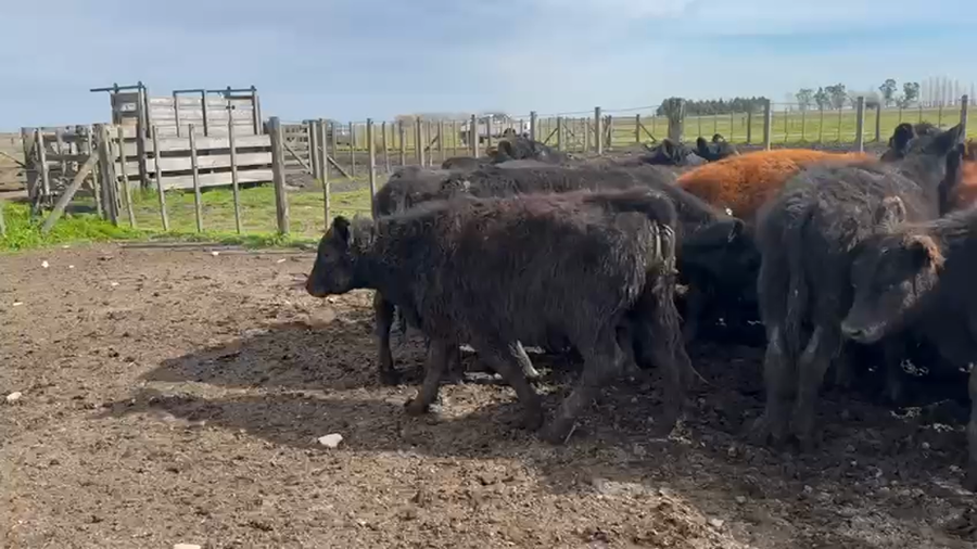 Lote 50 Terneros en Azul