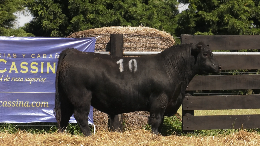 Lote TOROS ANGUS PURO CONTROLADO