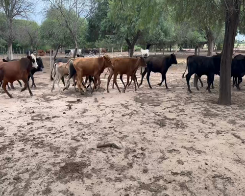Lote 100 Terneros/as en Juan José Castelli, Chaco