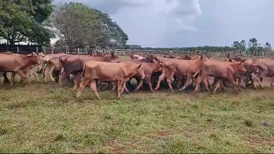 Lote 120 Terneras en Virasoro, Corrientes