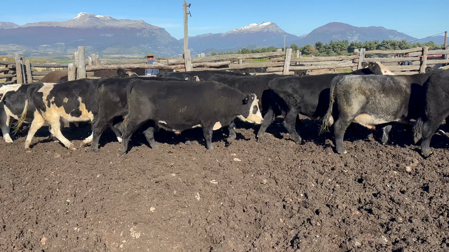 Lote 50 Novillo Engorda en Coyhaique, XI Región Aysén
