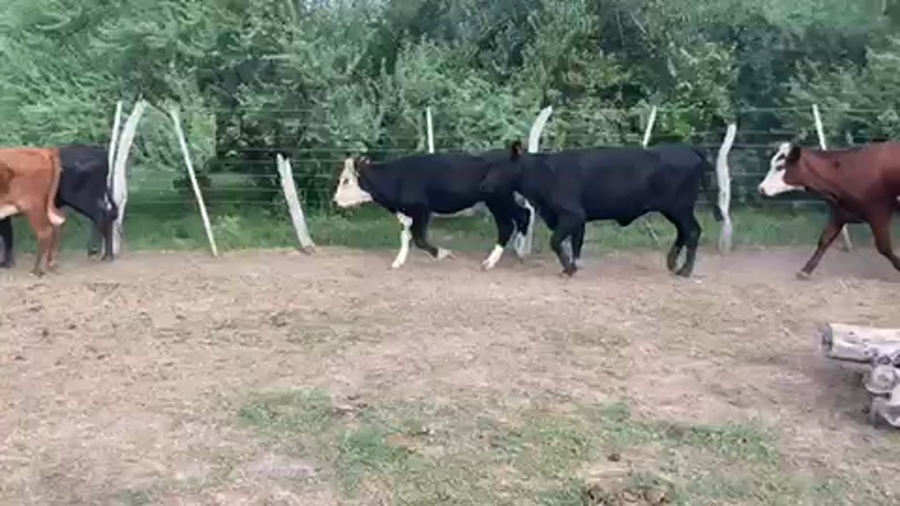 Lote 33 Vaquillonas en Esquina, Corrientes