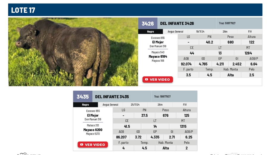 Lote Lote 17
