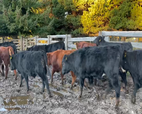 Lote 50 Ternero en XI Región Aysén, Coyhaique