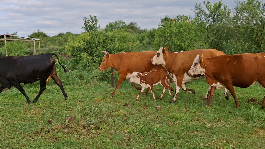 Lote 38 Vacas CUT con cría