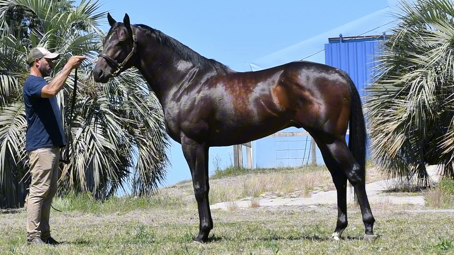 Lote LOTE 4 - HAT FELI