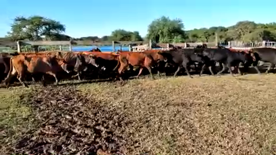 Lote 98 Vaquillonas P/ entorar en Formosa, Formosa