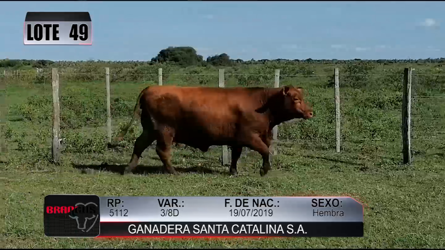 Lote Nacional de Otoño Brangus Campo - Lote 49