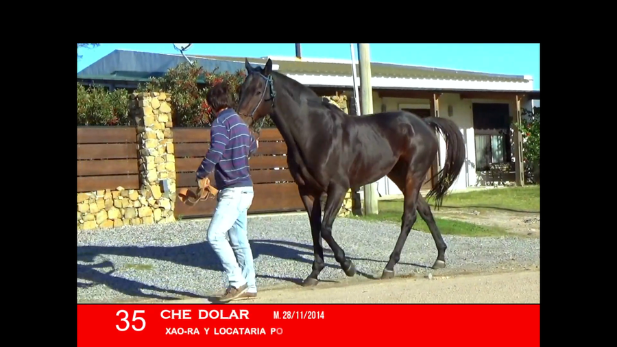 Lote CHE DÓLAR