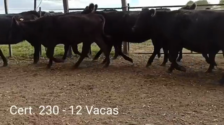 Lote VACAS DE INVERNADA