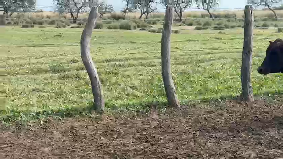 Lote 19 Vaquillonas c/garantía de preñez