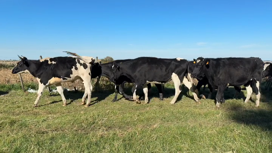 Lote NOVILLOS 1 A 2 AÑOS