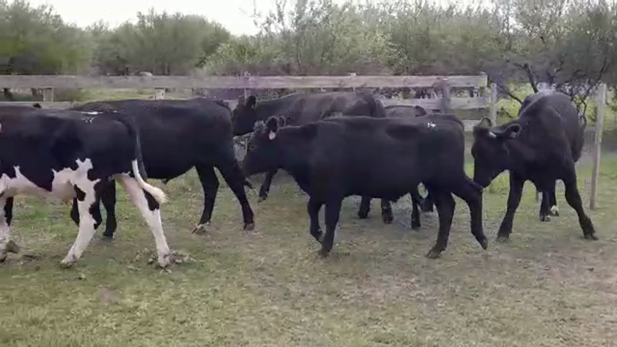 Lote NOVILLOS FORMADOS