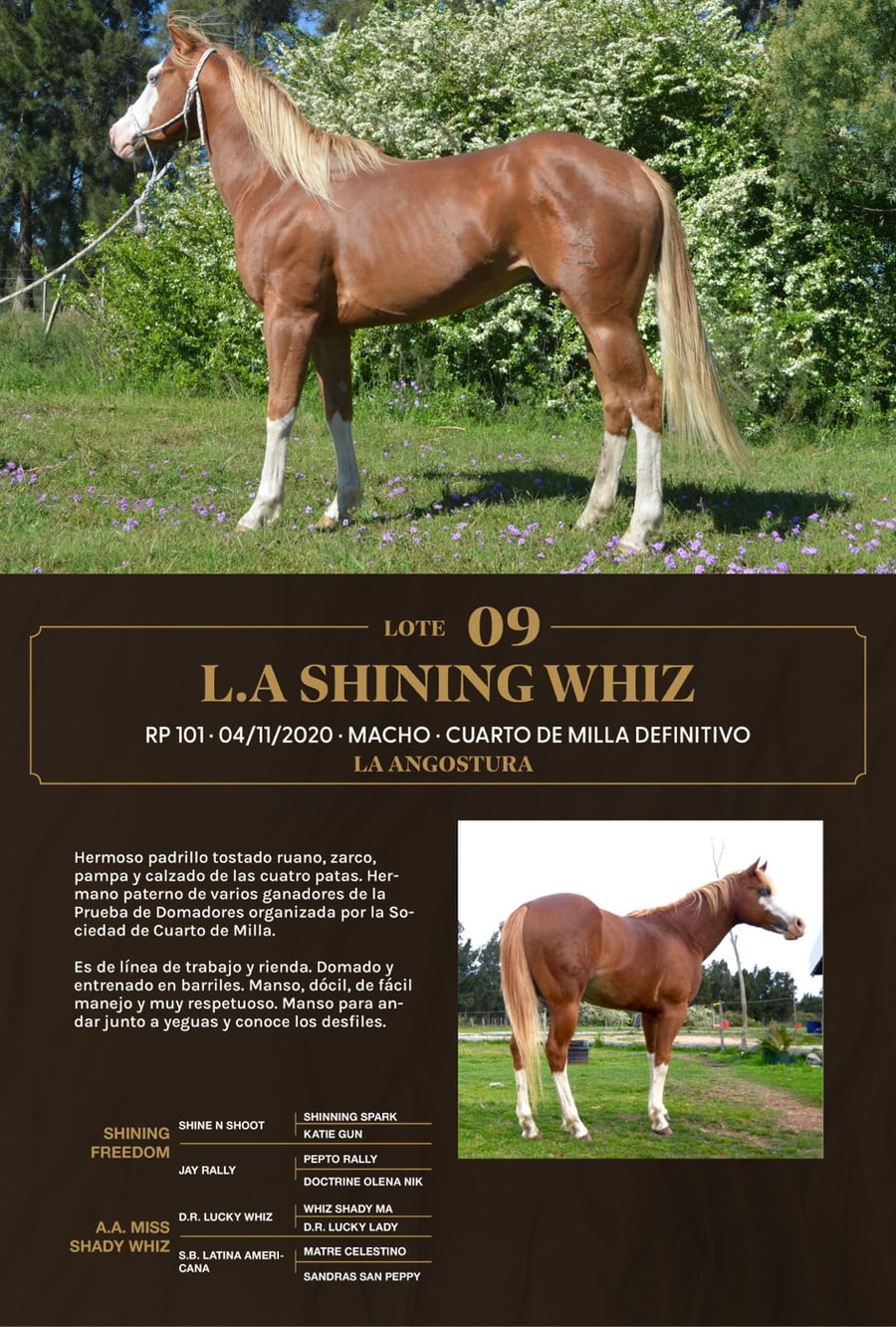 Lote L.A Shining Whiz