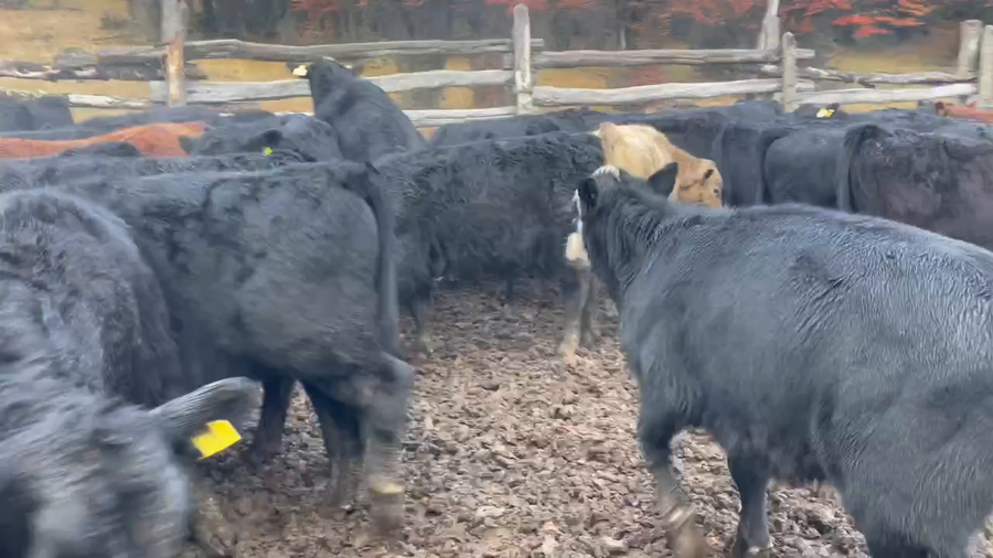 Lote 70 Ternero en Coyhaique, XI Región Aysén