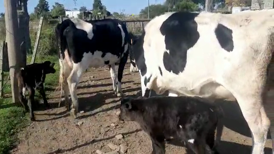 Lote (Vendido)2 Vaquillonas 1 a 2 años HOLANDO a remate en Pantalla Camy Mayo - Desde La Cuenca 450kg - , San José