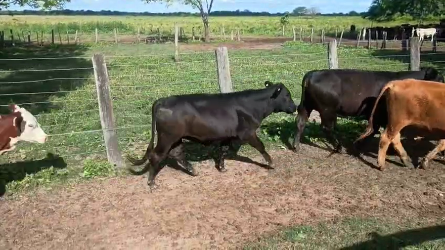 Lote 56 Novillitos