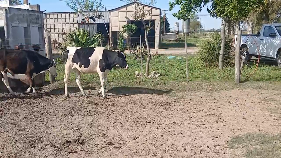 Lote 10 Terneros