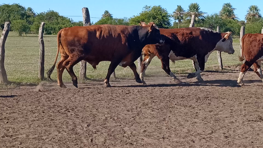 Lote 36 Novillo Consumo