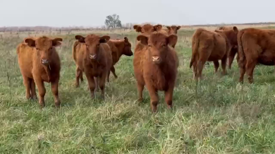 Lote 43 Terneras en Cañuelas, Buenos Aires