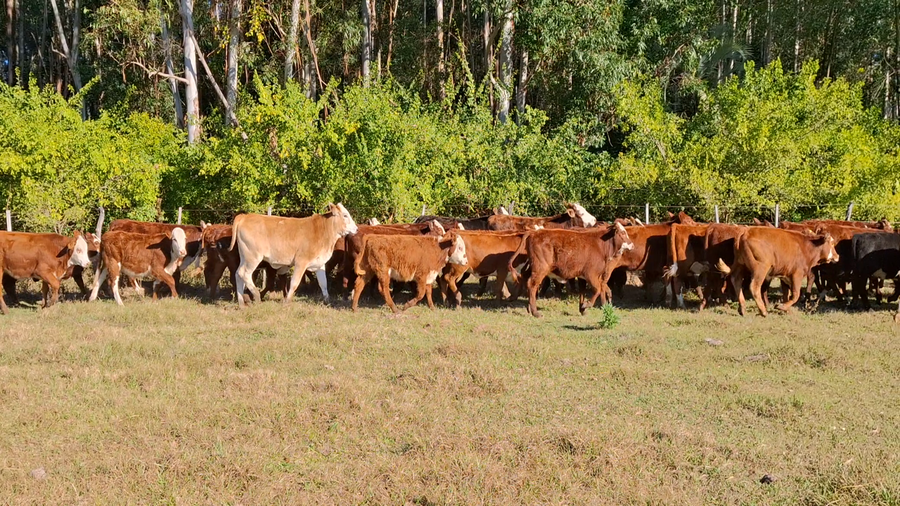 Lote 66 Terneras en Corrientes, Goya