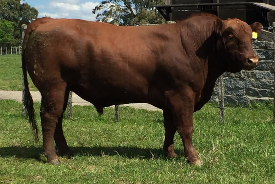 Lote Toros a remate en Cabaña Rebenque , Florida