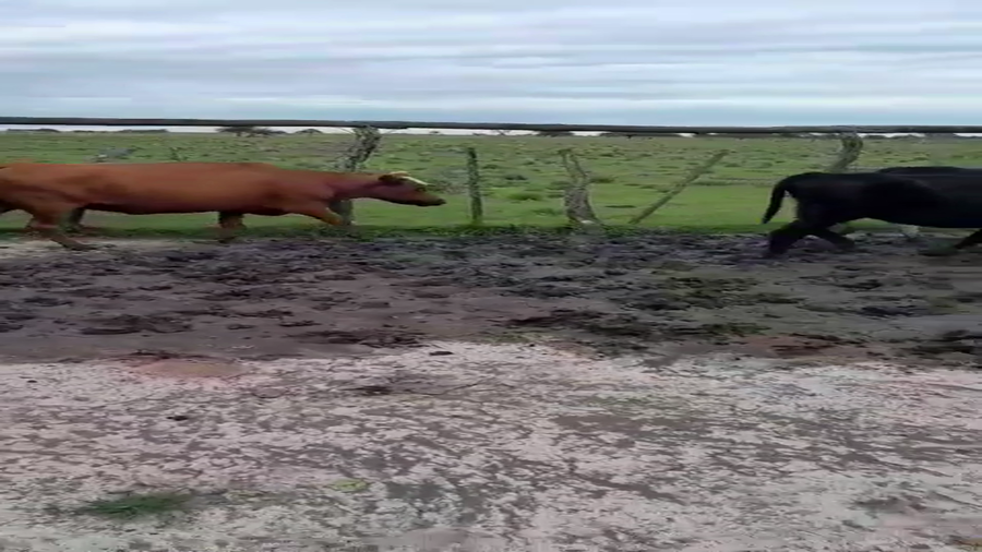 Lote 15 Vacas de invernar