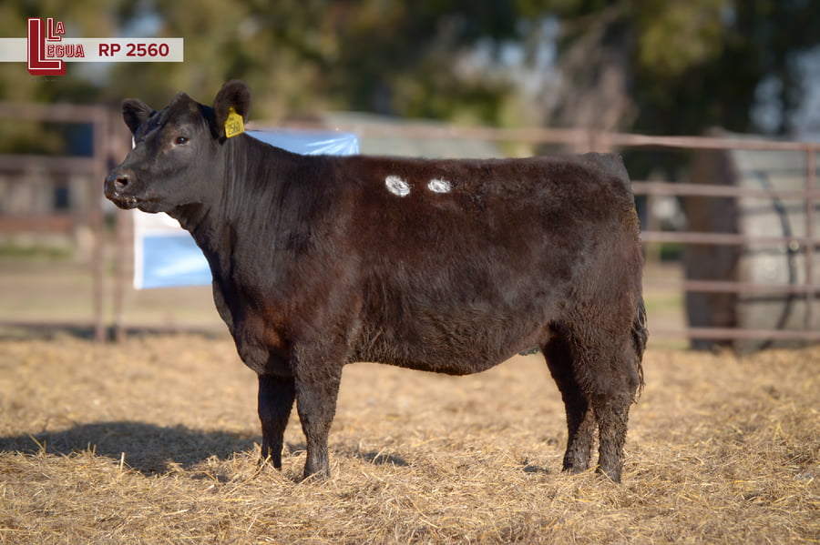 Lote VAQUILLONAS ANGUS  PP