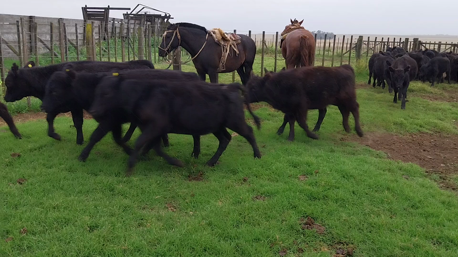 Lote 52 Terneras  EN CORONEL SUAREZ