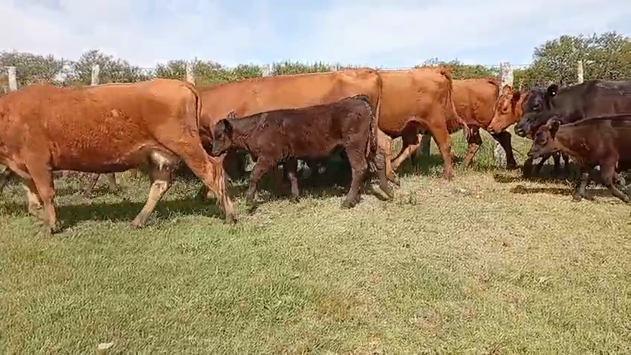 Lote 50 Vacas con Cría  en Corrientes, Curuzú-Cuatiá