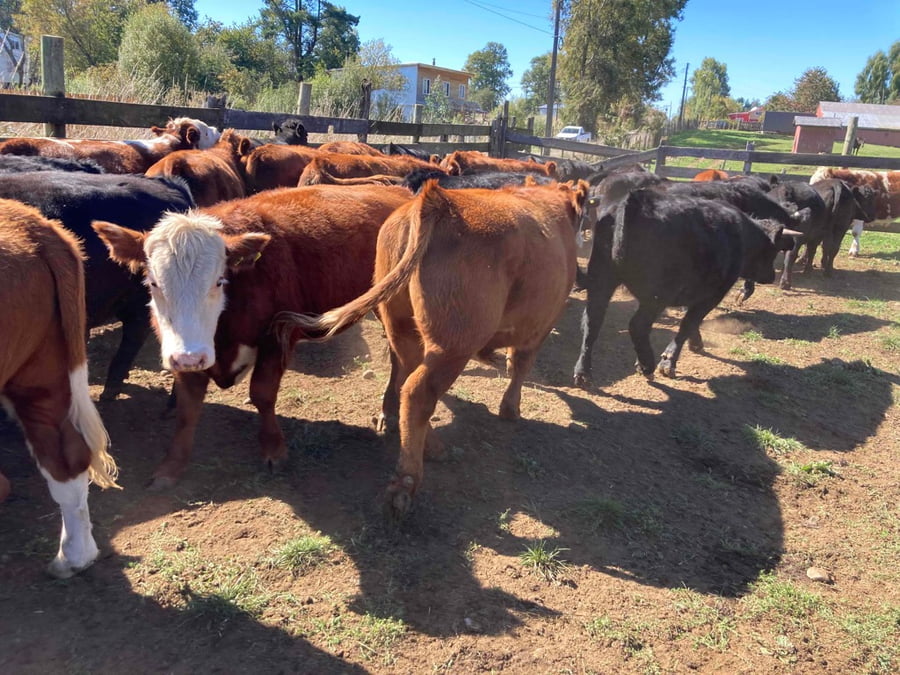 Lote 31 Novillo Engorda en Frutillar, X Región Los Lagos