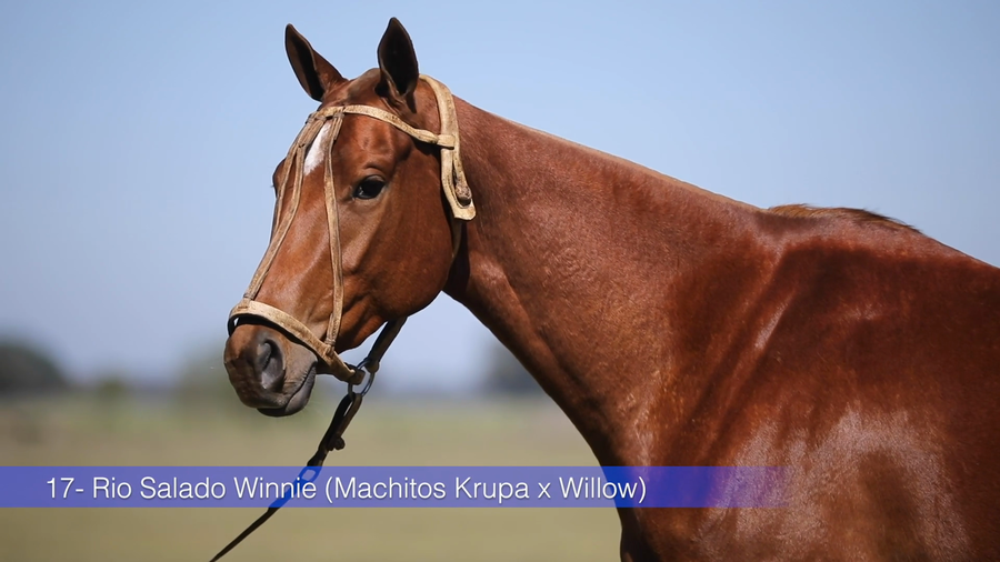 Lote RIO SALADO WINNIE (MACHITOS KRUPA - WILLOW)
