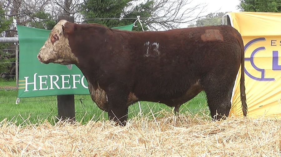 Lote TOROS P. HEREFORD PR