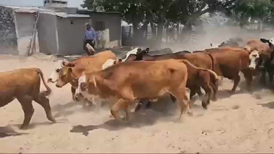 Lote 65 Terneros en Esquina, Corrientes