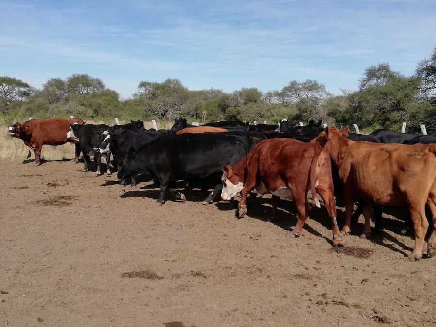 Lote 27 Vacas de invernar en Federal, Entre Ríos