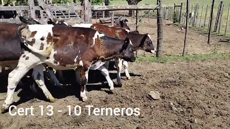 Lote TERNEROS