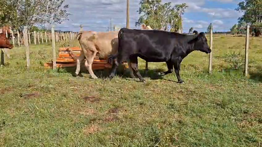 Lote VACAS ENTORADAS