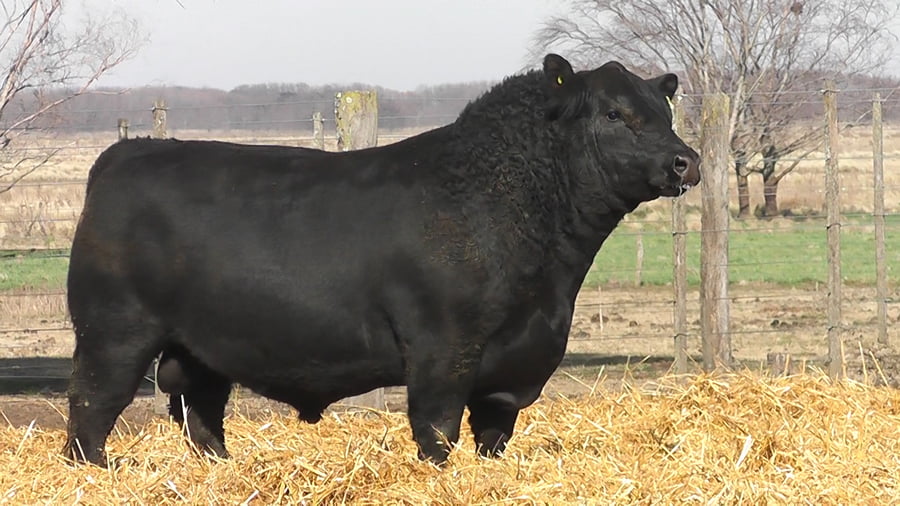 Lote TOROS PUROS DE PEDIGREE