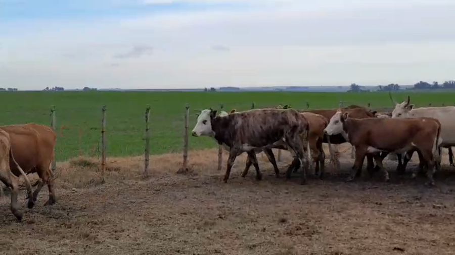 Lote 20 Vacas y vaquillonas a remate en Pantalla Camy, San José