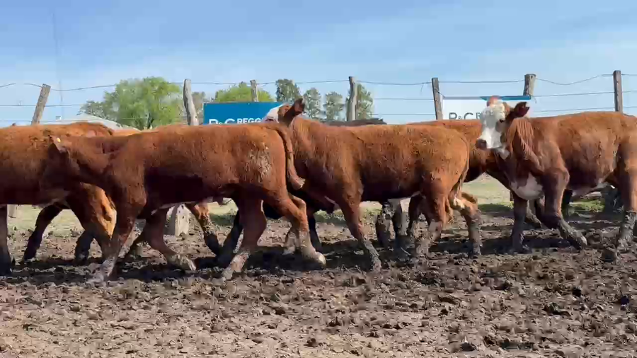 Lote 220 Novillitos en Entre Ríos, San Jaime