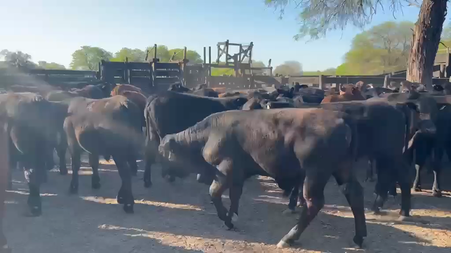Lote 100 Terneros/as en Chaco, Pampa del Indio