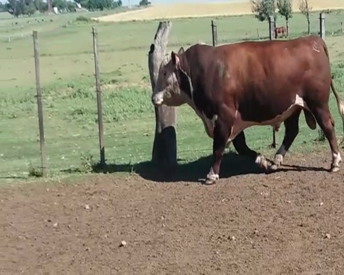 Lote Toros HE en RUTA 12