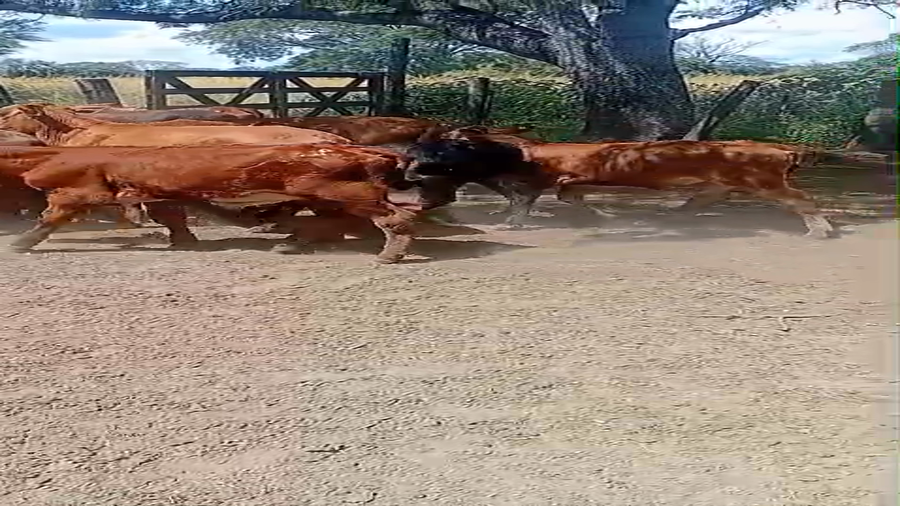 Lote 121 Terneros en Chaco, Laguna Blanca