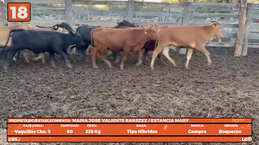 Lote LOTE 18