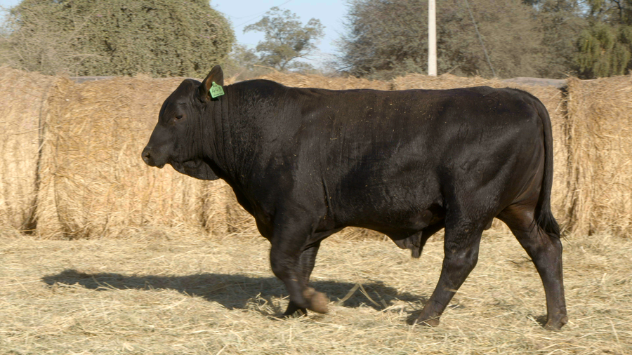 Lote TOROS Remate Nucleo Genbra